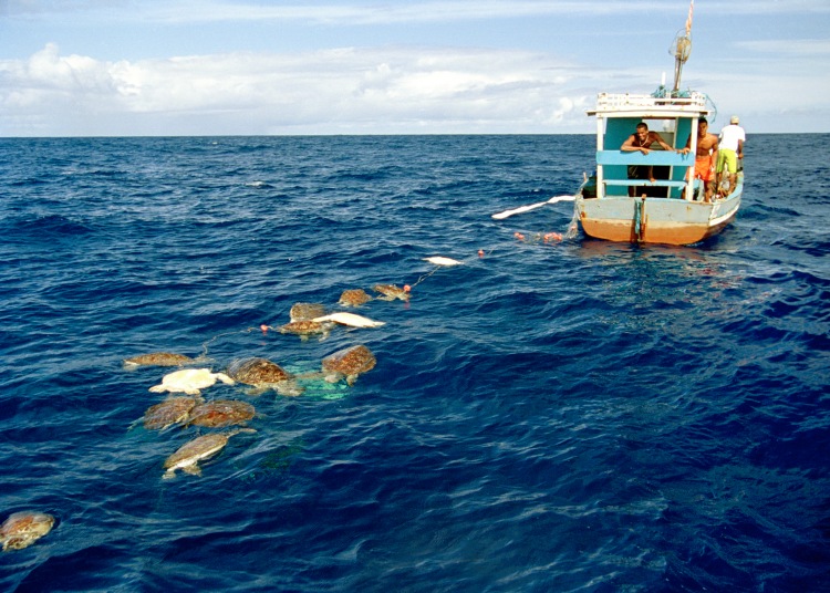 green sea turtles entangled in a small-scale gill net